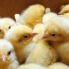 فروش ویژه جوجه مرغ تخم گذار کلیه نژادها(های لاین-نیک میک-ال