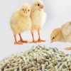 فروش دان مرغ و بوقلمون
