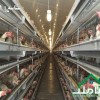 فروش 170000 متر (17 هکتار ) مرغداری در مهرچین