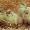 فروش جوجه‌ بوقلمون بیوتی (but) فوق سنگین
