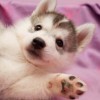 توله هاسکی چشم یخی