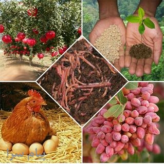 ارسال کود مرغی و کود گاوی به سراسر کشور