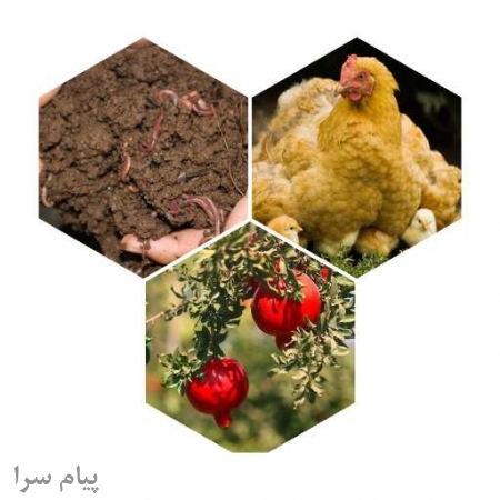 ارسال کود مرغ