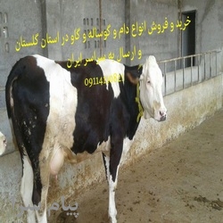 خرید و فروش انواع گوساله های سمنتال