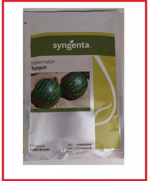 فروش بذر هندوانه زودرس TOPGUN سینجینتا سوئیس