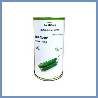 بذر خیار SV4196CD سمینیس - فروش و ارسال