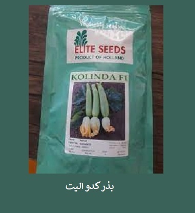 فروش بذر کدو ELITE SEEDS ، بذر کدو پرفروش