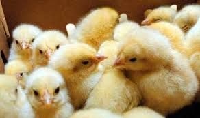 فروش ویژه جوجه مرغ تخم گذار کلیه نژادها(های لاین-نیک میک-ال