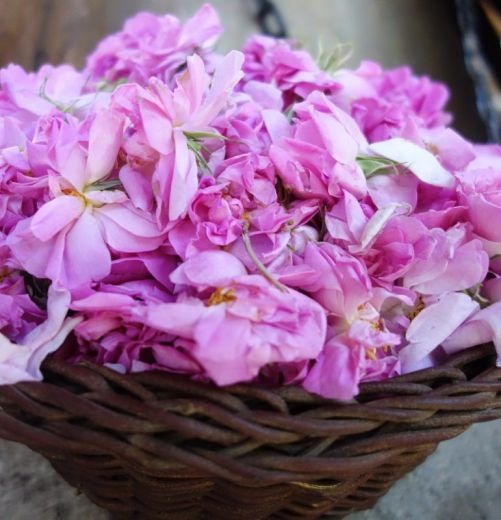 فروش عمده عرقیات گیاهی کاشان