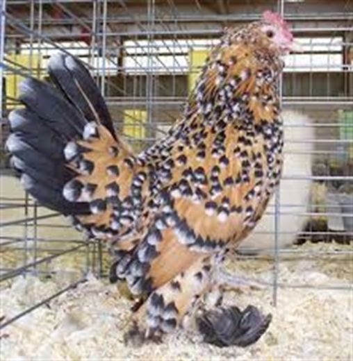 فروش تخم نطفه دار  نژاد  مرغ بلژیکی