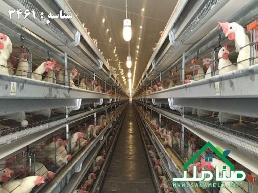 فروش 170000 متر (17 هکتار ) مرغداری در مهرچین