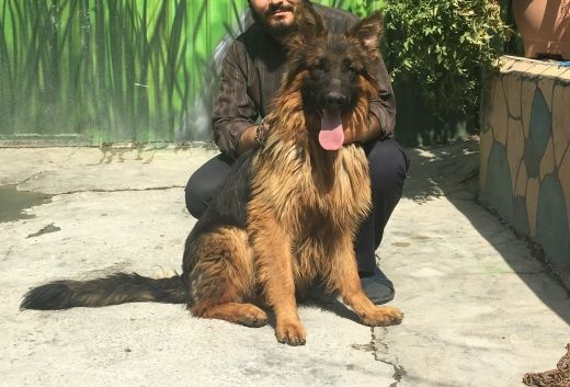 فروش ژرمن لانگ هیر  کینگ
