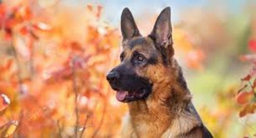 ژرمن شپرد های نگهبان(سگ ارتش جهان و سگ امدادی)