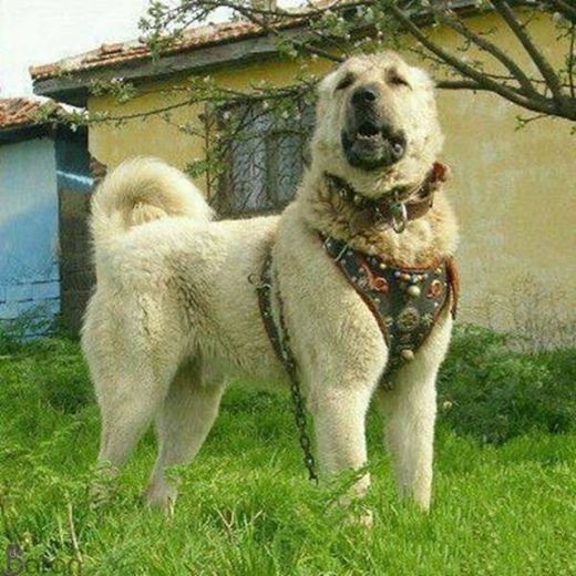 سگ قفقازی غول پیکر درشت جثه