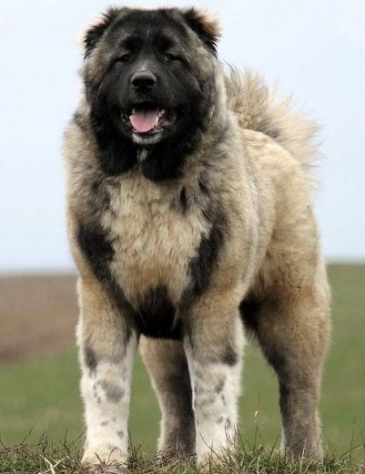 سگ قفقازی غول پیکر درشت جثه