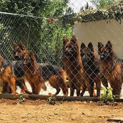 سگ های نگهبان