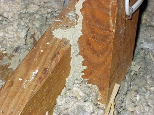 سمپاشی تخصصی موریانه