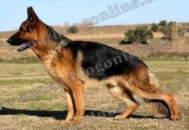 سگ ژرمن شپرد _ قیمت سگ نگهبان و سگ زیبا