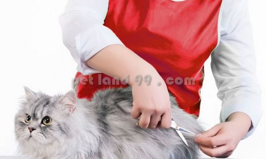 آموزشگاه آرایش حیوانات خانگی پت لند 99