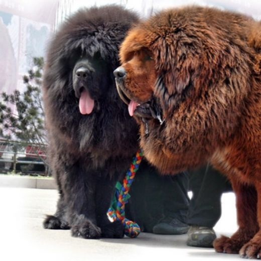فروش بزرگ ترین سگ جهان سگ تبت ماستیف در تهران