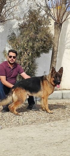 سگ ژرمن شپرد - خرید و فروش سگ ژرمن قیمت توله ژرمن