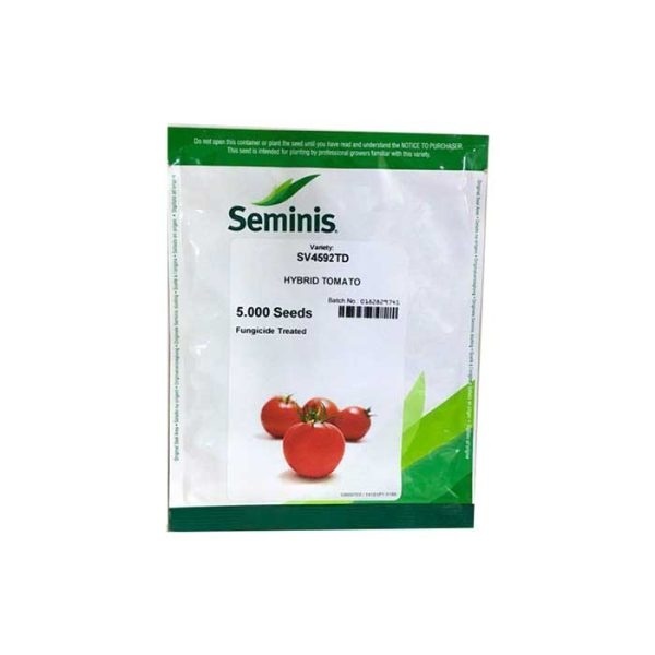 پخش و فروش بذر گوجه SV 4592 سمینیس