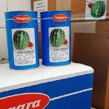 فروش بذر هندوانه  نیاگارا
