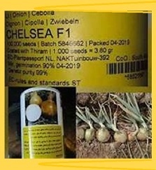 بذر پیاز انزا چلسی بذر پیاز انزا چلسی