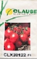 فروش بذر گوجه کلوز 38122 { محصول کشور چین }