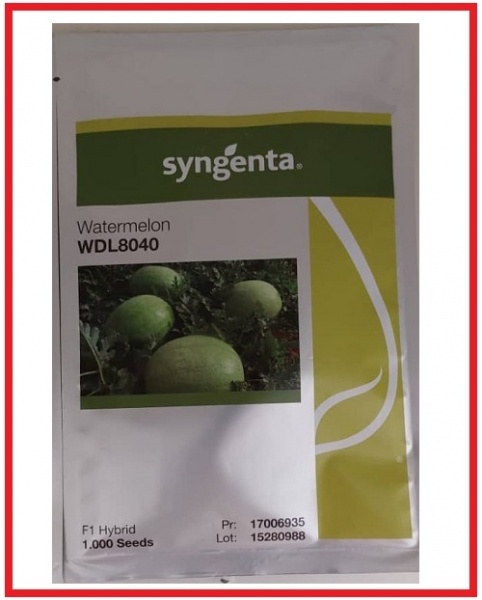 فروش بذر هندوانه WD8040 سینجینتا