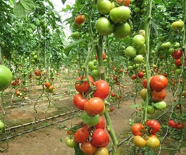 بذر گوجه گلخانه ای پارمیس نیکرسون