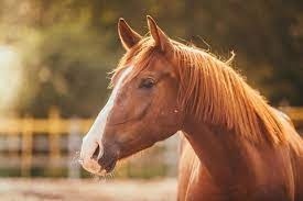 قیمت مکمل های هیرو یاس اسب