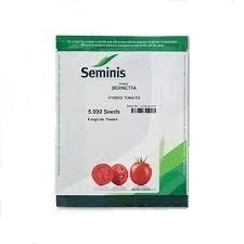 پخش و فروش بذر گوجه sv 2466 سیمینس