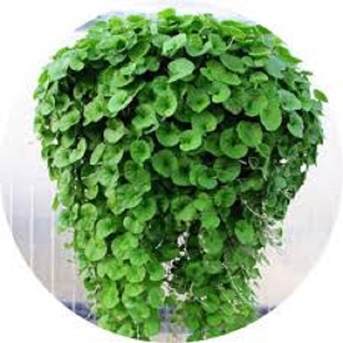 بذر شبدر دایکوندرا ، بذر چمن گلدانی 09197433453
