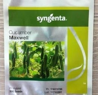 بذر خیار گلخانه ای مکسول سینجنتا
