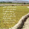 خرید انواع کشمش آفتابی تازه ملایر