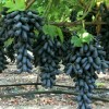 فروش انواع نهال های خاص وارداتی